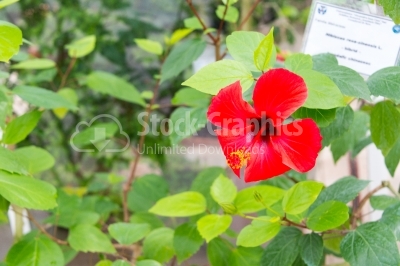 Blossomed vibrant-coloured hibiscus flower