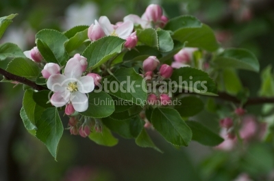 Blossoming of apple tree flowers. springtime - Stock Image