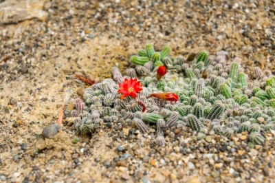 Bright Orange Cactus Flowers in the sand
