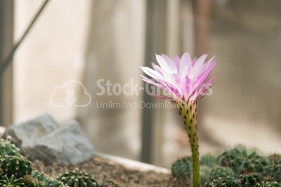 Bright Pink Cactus Flowers 