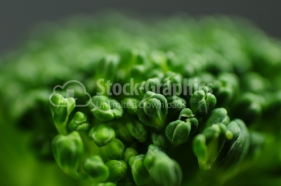 Broccoli close-up