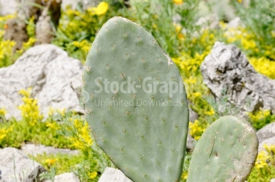 Cactus - Stock Image