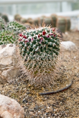 Cactus belonging to Mammilaria Candida species