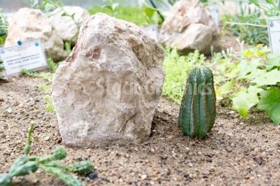 Cactus next to a big stone