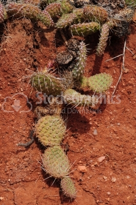 Cactus on the ground