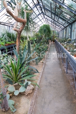 Cactuses area at the botanical garden