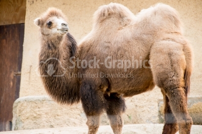 Camel side view