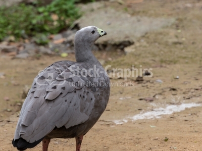 Cape Barren goose 