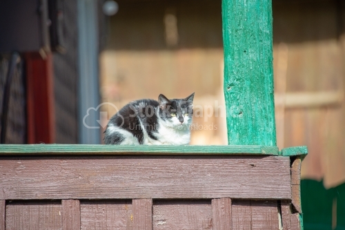 Cat relaxing in the sun