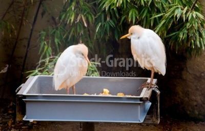 Cattle Egret