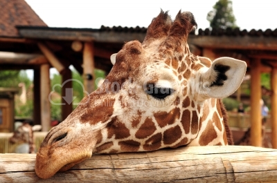 Close up - giraffe