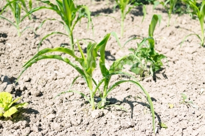 Close up of a corn field