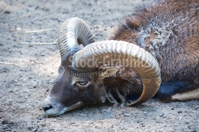 Close up of a one wild male bighorn sheep lying on the floor