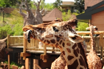 Close up of funny giraffe
