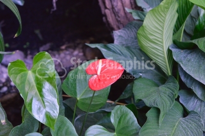 Close up of Red Anthurium flower