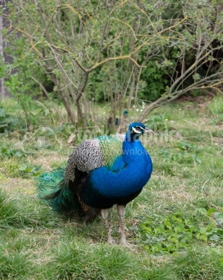 Close up shots of a Beautiful Male Peacock
