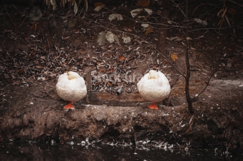 Close up white ducks