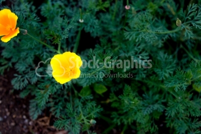 Close-up image of an yellow wild flower outdoors