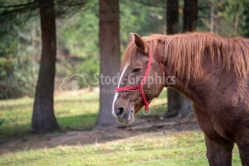 Close-up photograph of the head of a strong stock horse in an up