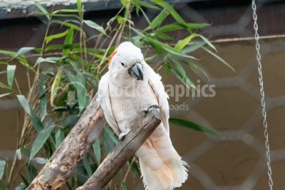 Cockatoo