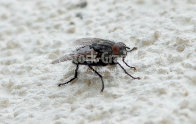 Common house fly macro