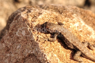 Common Lizard, vivipara, single animal in Dorset