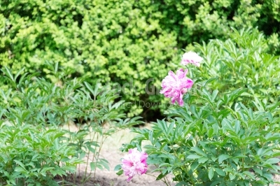 Common Puslane flowers in summer
