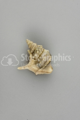 Conch shell photo