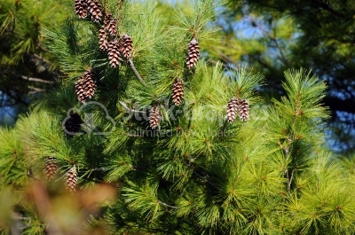 Cones on the fir tree branch - Stock Image