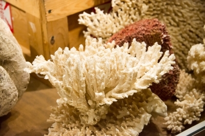 Coral - Stock image