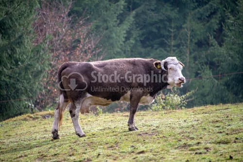 Cow grazing in alpine meadow