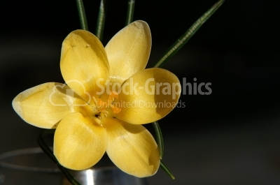 Crocus flower - Stock Image