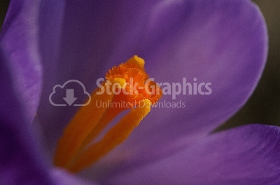 Crocus flower - Stock Image