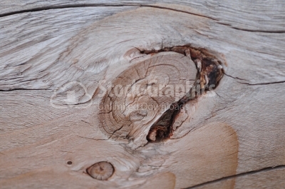Cross section of dried wood core