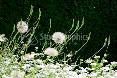 Dandelion blowball and flying seeds - Stock Image