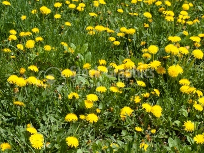 Dandelion clump - Stock Image