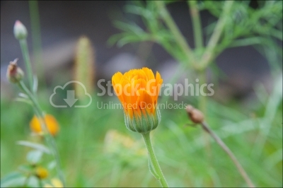 Delicate marigold flower close up background