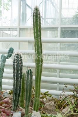 Different sizes Cylinder Cactuses