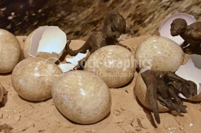 Dino eggs