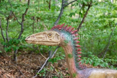Dinosaur Coelophysis