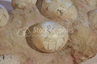 Dinosaur eggs in the nest 