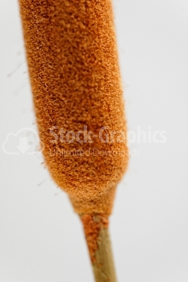 Dry bulrush - Stock Imageornament photo
