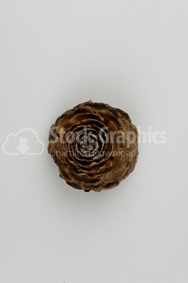 Dry conifer ornament photo