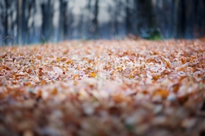 Dry leaves on the ground in a beautiful autumn forest