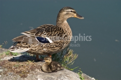Duck and baby duckling - Stock Image