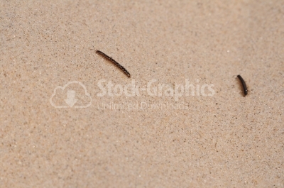 Earthworm - Stock Image