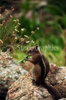 Eastern grey squirrel eating