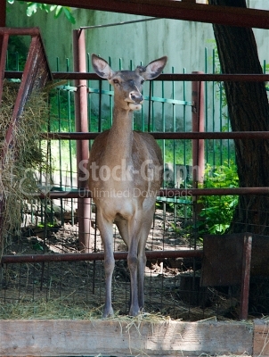 European Roe Deer, Capreolus capreolus,