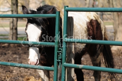 Farm horse