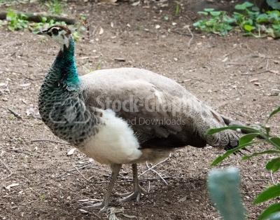 Female peacock walking